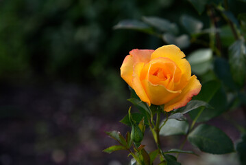 Pink and red tea rose flowers in the summer garden. Garden rose close-up.