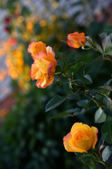 Pink and red tea rose flowers in the summer garden. Garden rose close-up.