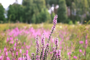 Meadow with violet purple blooming wild flowers.  Loosestrife in the wild. (Lythrum salicaria)