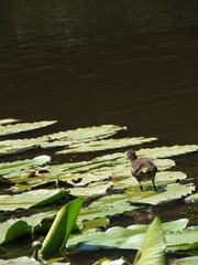 Naklejka premium duck on the water lily