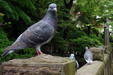 佇む鳩
