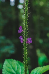 rare flower in costa rica