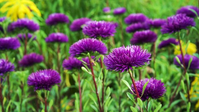 Bright purple asters flowers bloom in the garden. Flowerbed with violet asters.