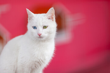 White Cat Eyes, Van Province, Turkey