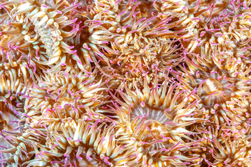 Cluster of Aggregate Anemones
