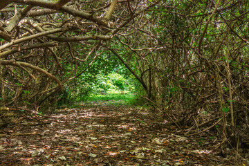 Natural tree tunnel