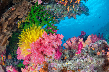 Naklejka na ściany i meble Underwater Reef in Fiji