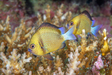 Obraz premium Damselfish in coral