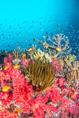 Fototapeta na wymiar Underwater Reef in Fiji