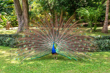 Obraz premium Peacock mating display
