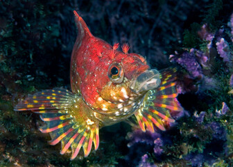 Painted greenling