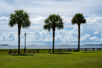 Fototapeta premium Three palmetto trees along the Charleston harbor 