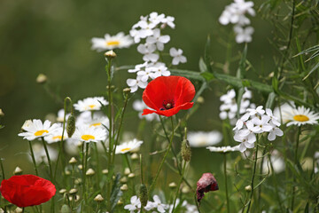 Poppies, Oxeye Daisies and Dame's Rocket, Gloucestershire England UK
