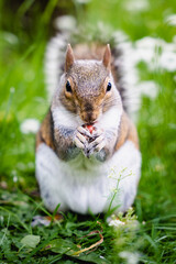 squirrel in the park eating nut