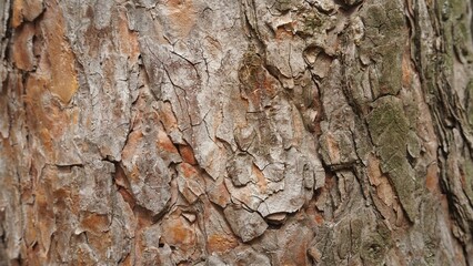 Texture of pine, fir tree, tree