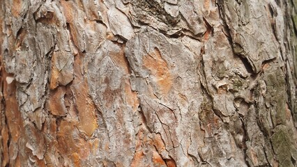 Texture of pine, fir tree, tree