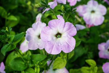 lilac petunia grows on a bed in the garden