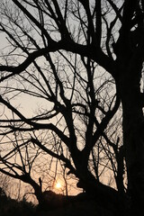 silhouette of a tree in winter