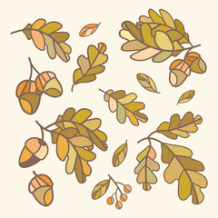 set of vector oak leaves with acorns