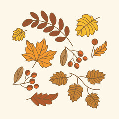 Obraz premium set of vector leaves and berries with outline