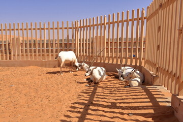 Arabian Oryx standing in a desert farm in Oman desert.