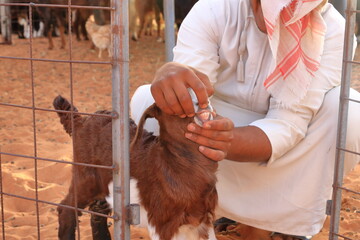 Goats fence under desert dunes wahiba sands in Oman