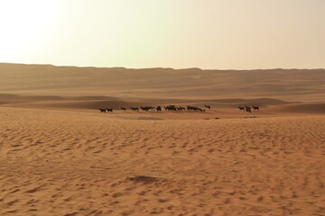Fototapeta na wymiar Goats fence under desert dunes wahiba sands in Oman
