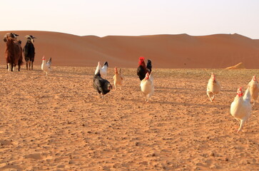 Goats and chickens fence under desert dunes wahiba sands in Oman