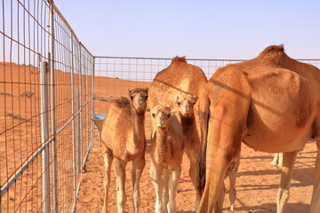 A camel with her three calfs in the desert in Oman