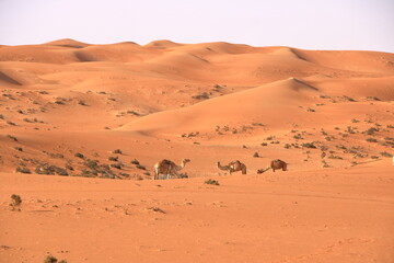 Fototapeta na wymiar Image of camels in desert Wahiba Oman