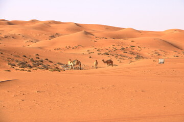 Fototapeta na wymiar Image of camels in desert Wahiba Oman