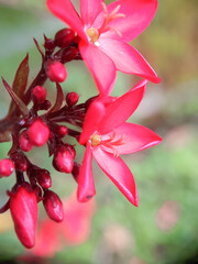 Obraz premium Nectar on the red flower (pentas lanceolata red)