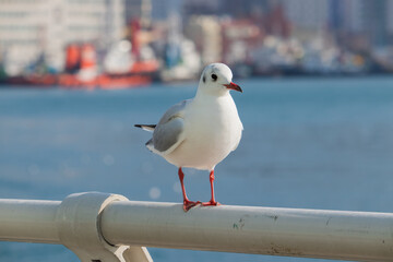 A seagull (Black-headed gull with winter plumage) sitting on a guardrail.