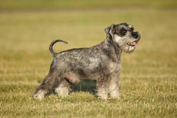 dog portrait on green grass