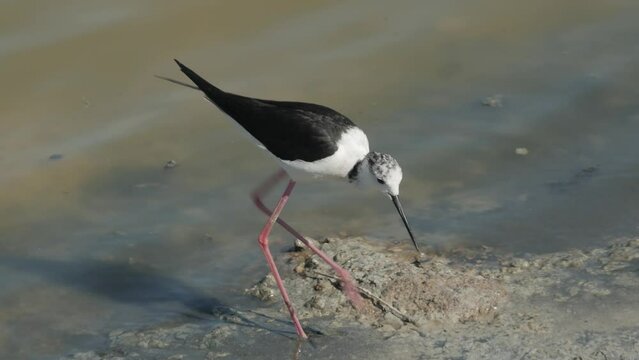Cavaliere d'italia Himantopus himantopus looks for food on the shore of a pond