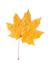 Dry yellow maple leaf isolated on white background. Autumn season, cut out fallen season leaves close-up.