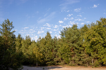 Pine trees in the forest. Summer. autumn. spring peaceful idyllic landscape with pine trees, blue sky and white clouds in Ukraine