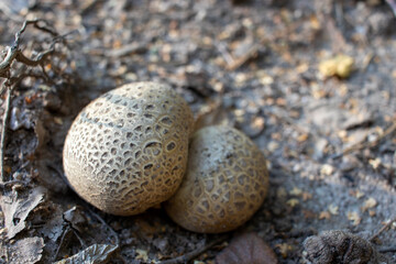 Common Earthball Scleroderma citrinum fungus on the ground in the summer, autumn, fall pine forest. Round poisonous mushrooms without stems, like quail eggs