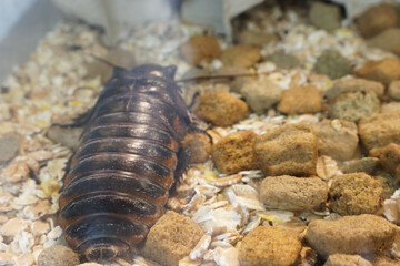 a cockroack behind the glass