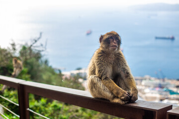 A perfect day with Gibraltar macaques