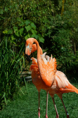 flamingos at the park in the sun