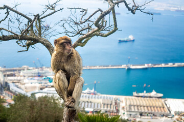 Obraz premium A perfect day with Gibraltar macaques
