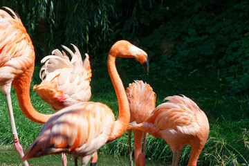 flamingos at the park in the sun