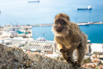 Naklejka premium A perfect day with Gibraltar macaques