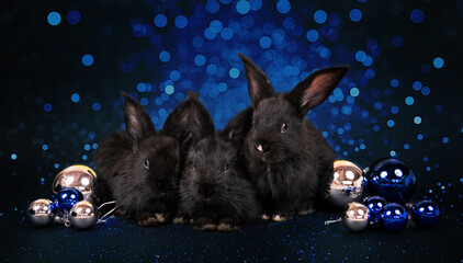 Black rabbits sit among Christmas toy balls on black and blue glitter bokeh background look at camera. Hare is a symbol of 2023 year by a Chinese calendar. New Year greeting card. Holiday wallpaper