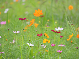 a colored cosmos that heralds autumn