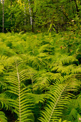 Thickets of ferns in the summer forest