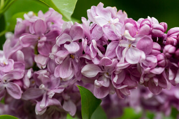 Naklejka na ściany i meble Syringa. Blooming branches of lilac close-up. Lush bloom of lilacs.