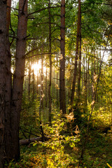 Autumn landscape. The sun's rays in the evening forest.