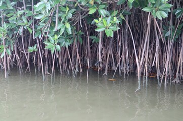Mangrove forest tree roots are surrounded by water.(selectively focusing)